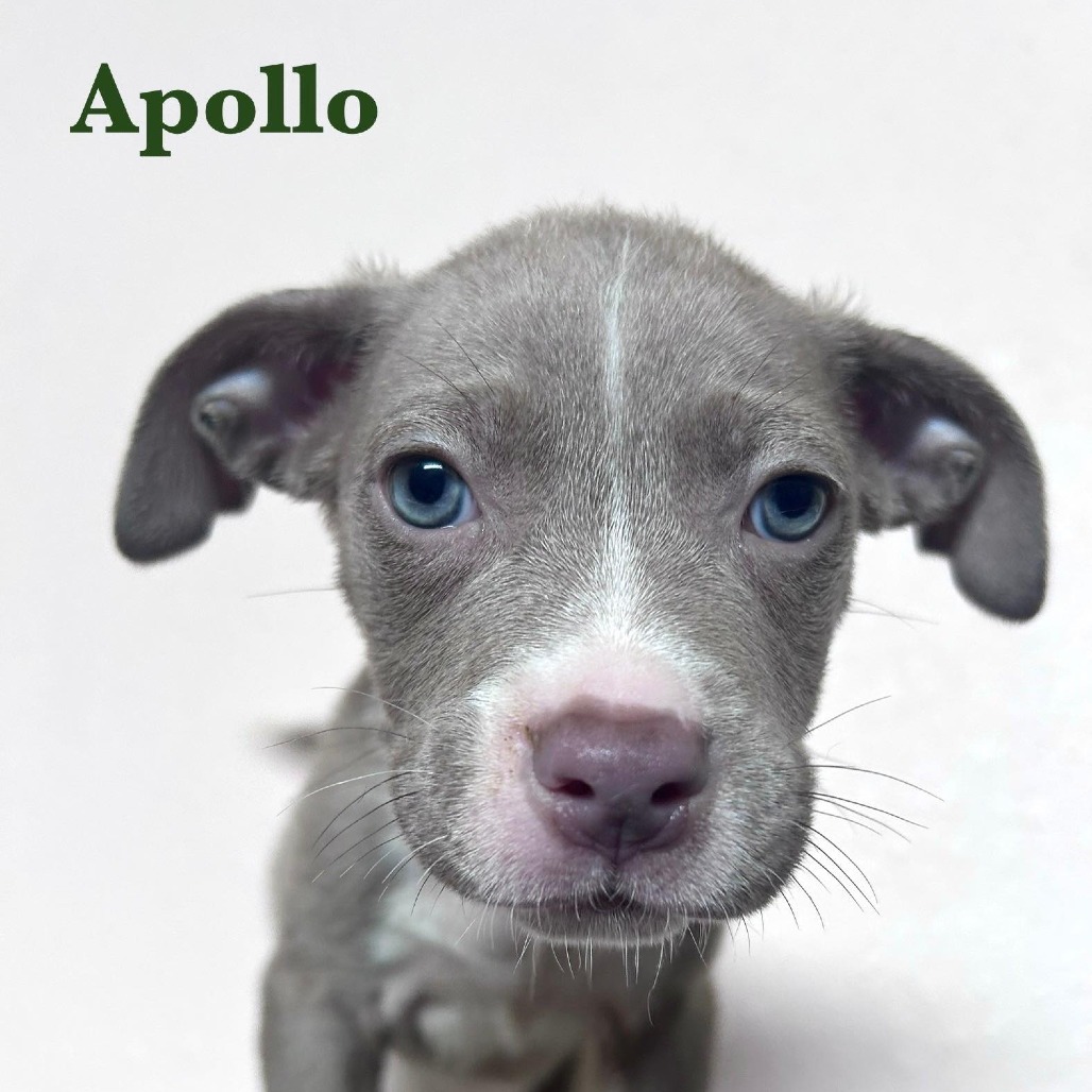 Apollo