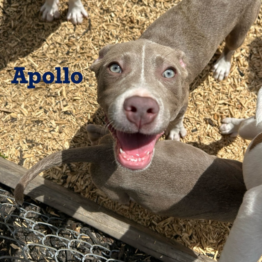 Apollo