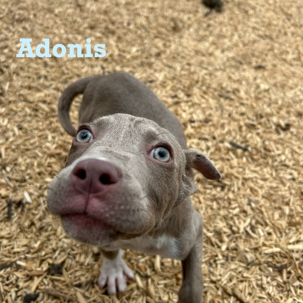 Adonis