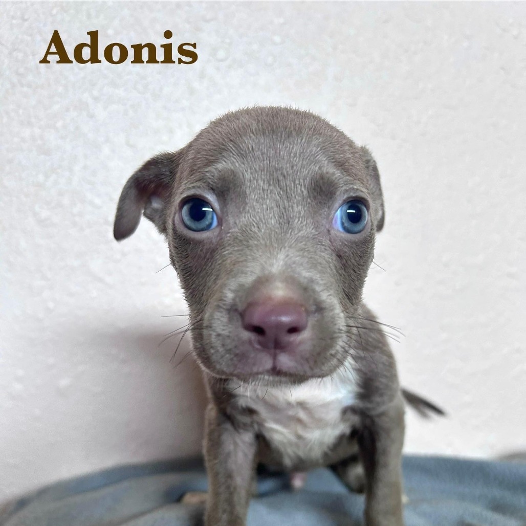 Adonis