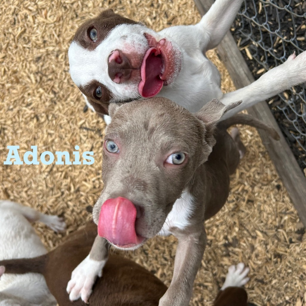 Adonis