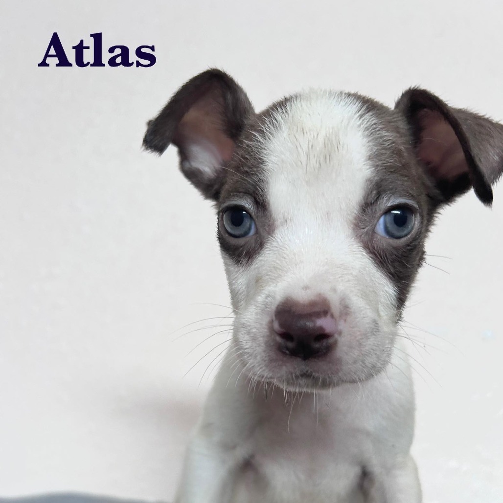 Atlas