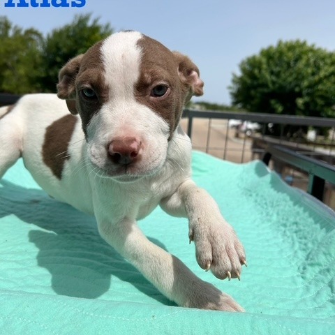 Atlas