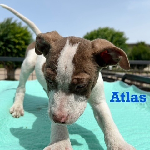 Atlas