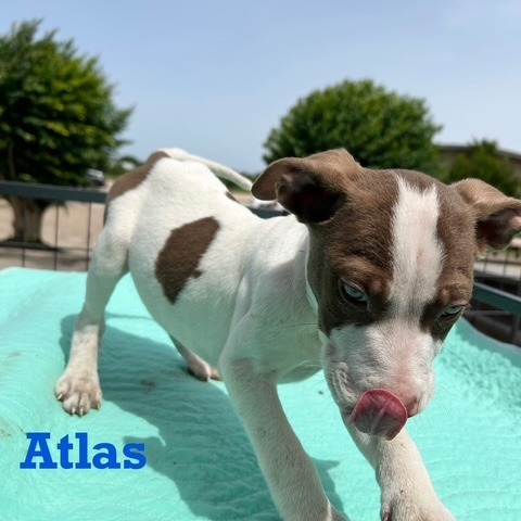 Atlas