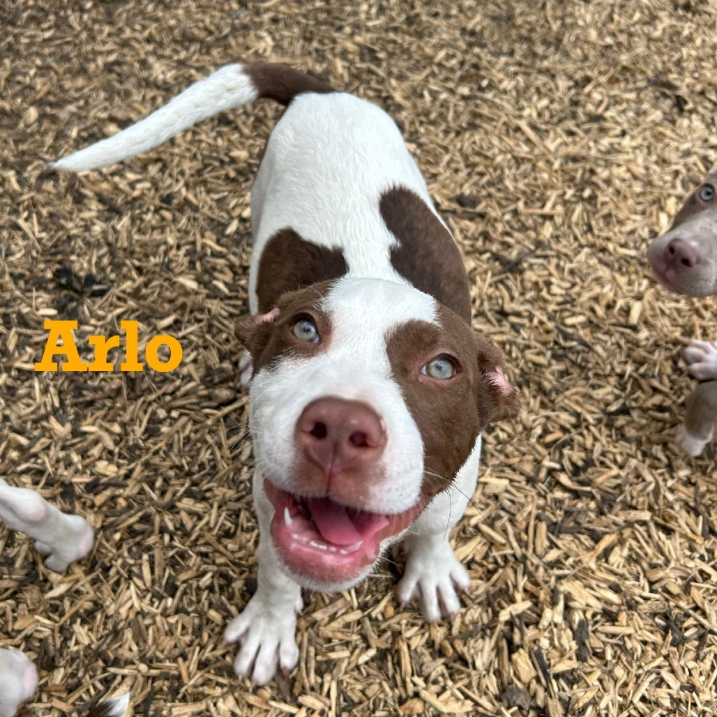 Arlo