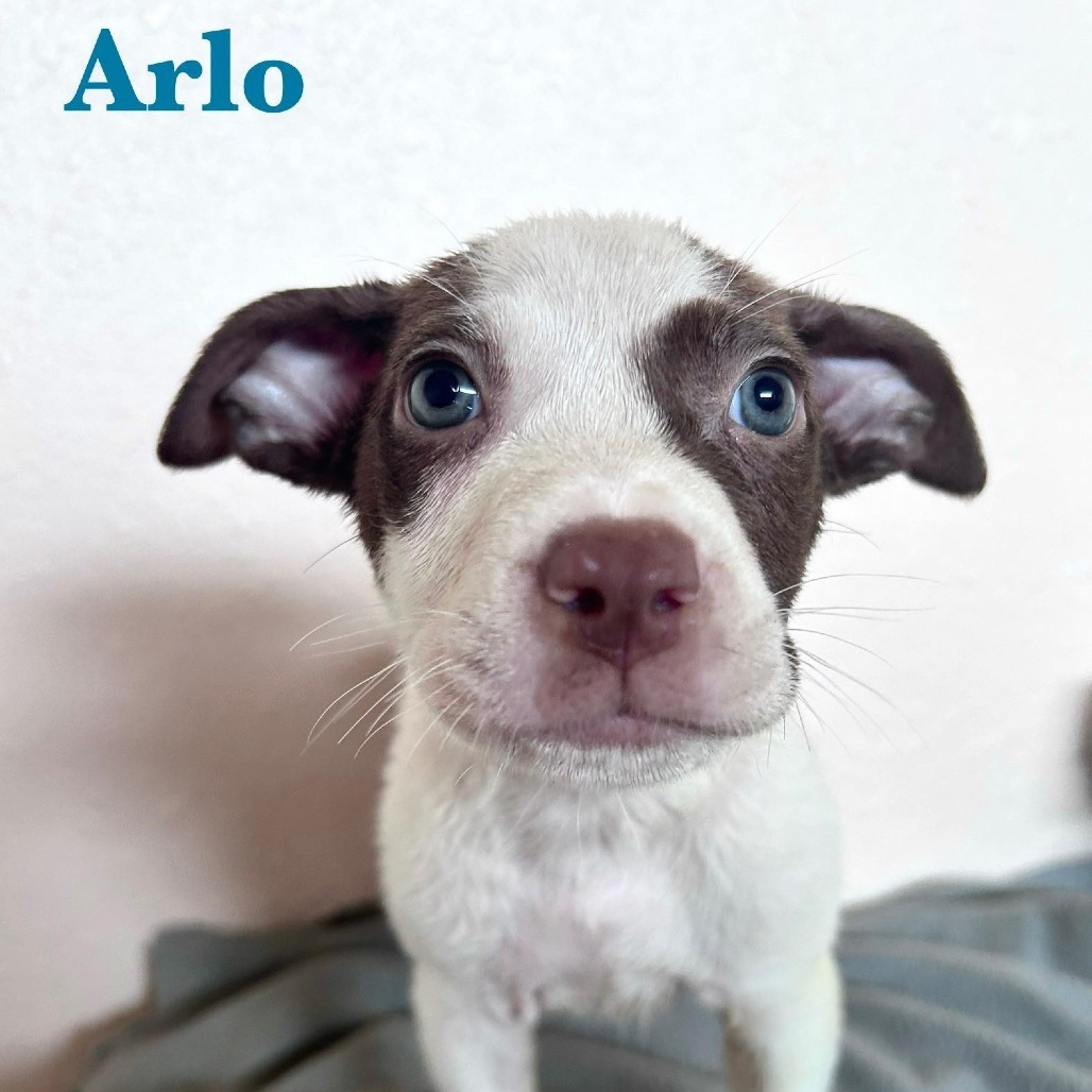 Arlo