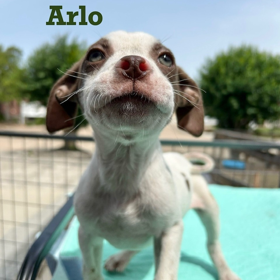 Arlo