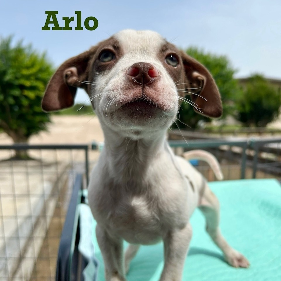 Arlo