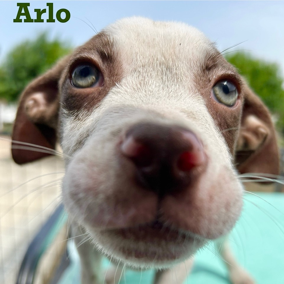 Arlo
