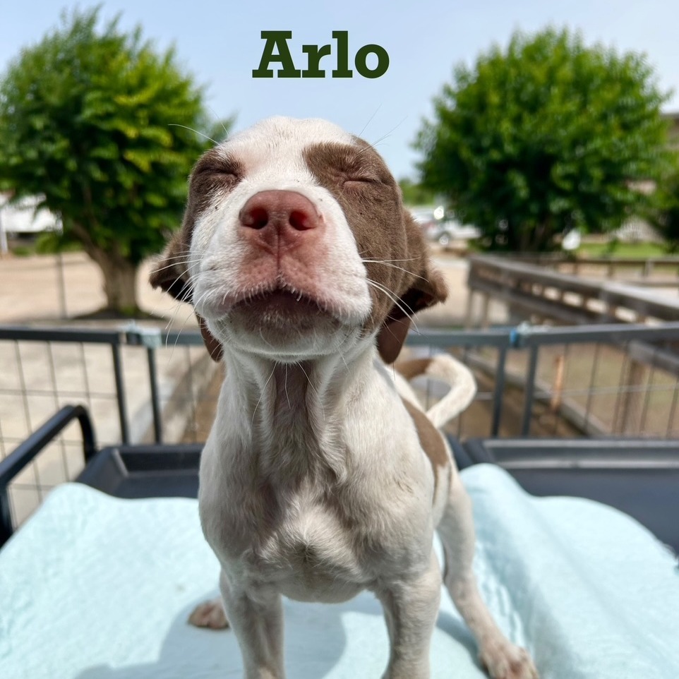 Arlo