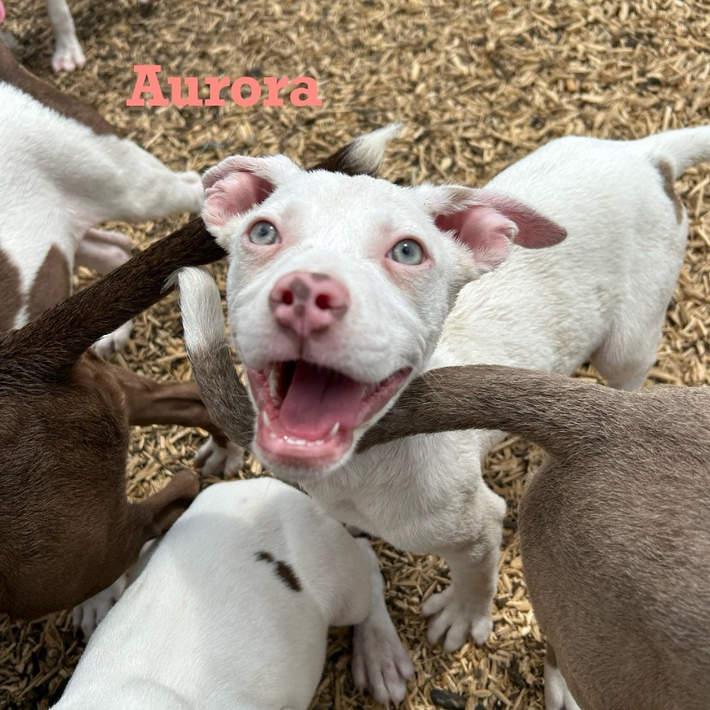 Aurora
