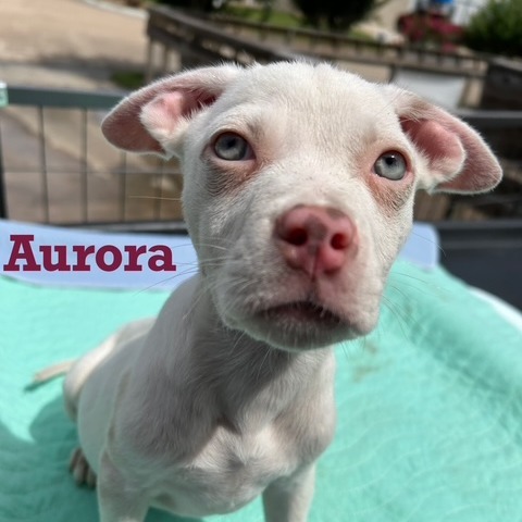 Aurora