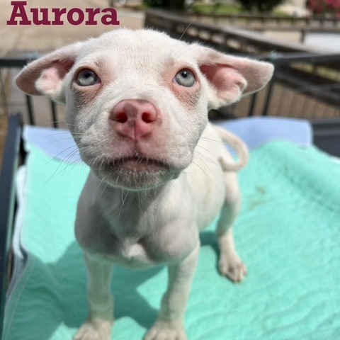 Aurora