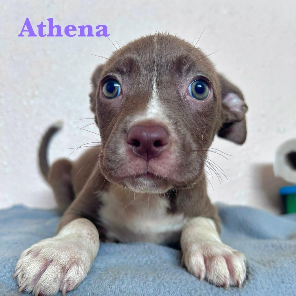 Athena