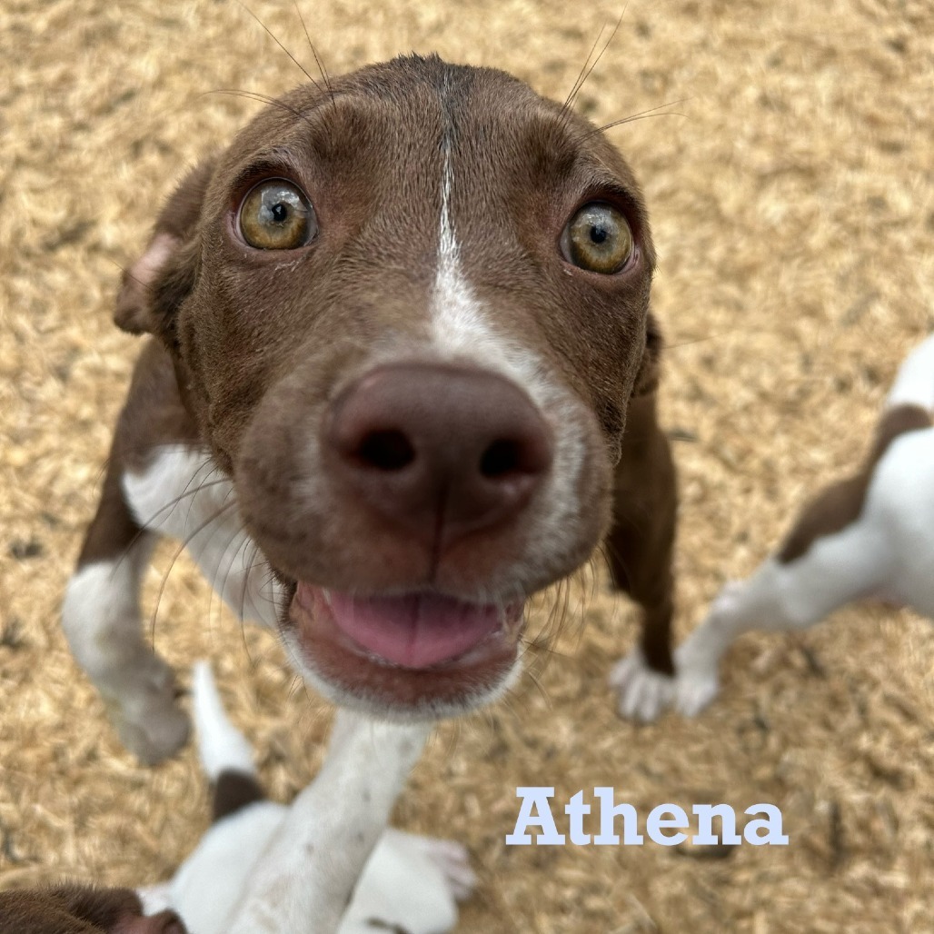Athena