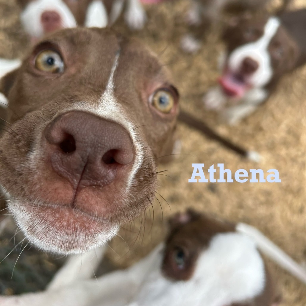 Athena