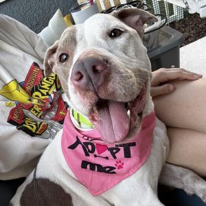 Cami, Adult Female Labrador Retriever