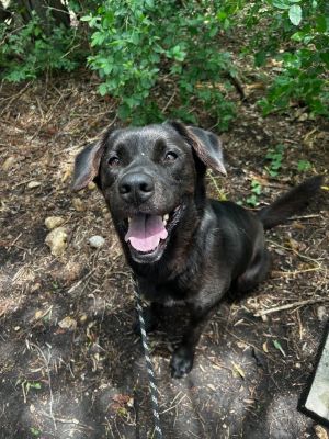 TRIGGER, Young Male Labrador Retriever