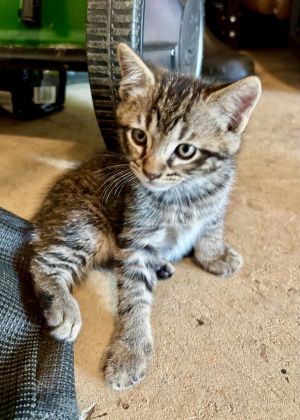 Colby LD, Baby Male Domestic Short Hair