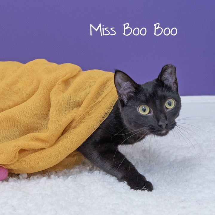 Miss Boo Boo