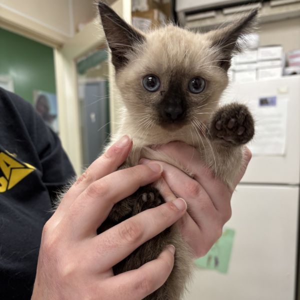 Pet Image