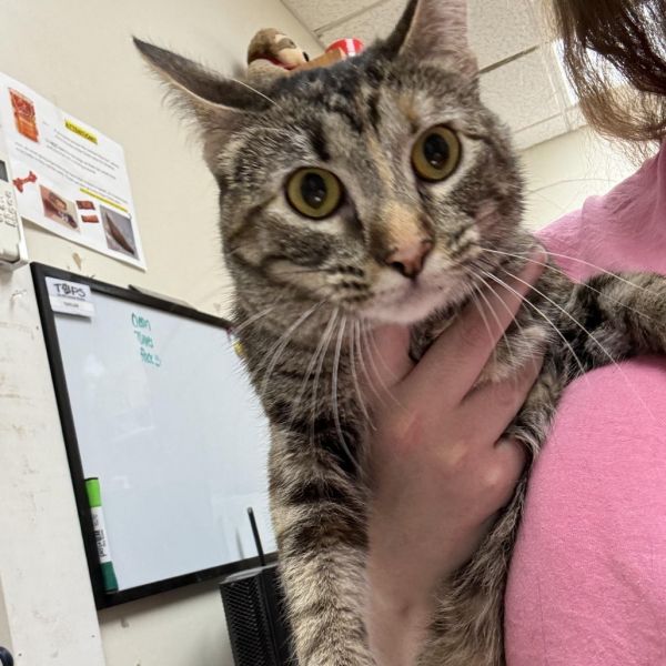 Pet Image