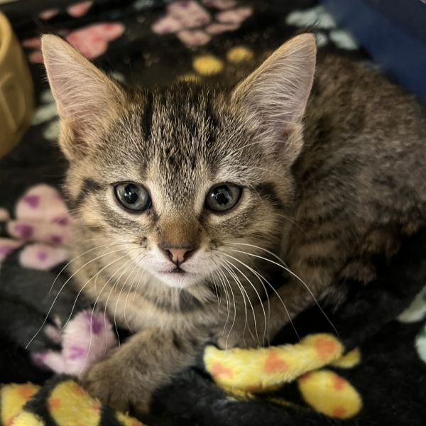 Pet Image