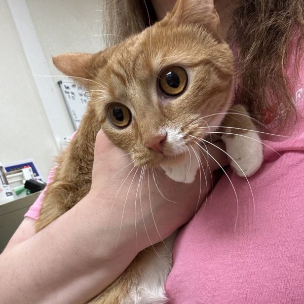 Pet Image