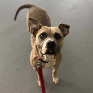 Chloe, Adult Female Pit Bull Terrier