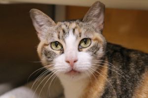 Loretta, Adult Female Domestic Short Hair