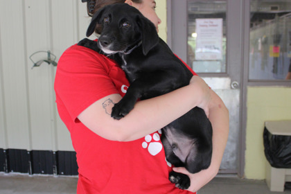 Scout