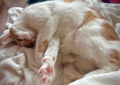 Max