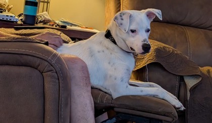Arlo