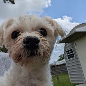 Meet Paul Blart a 13-year-old 10-pound Maltese with a heart full of love and a story of resilience