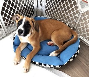 Savannah, Baby Female Mixed Breed