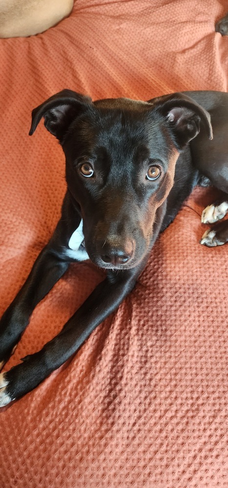 RALPHIE