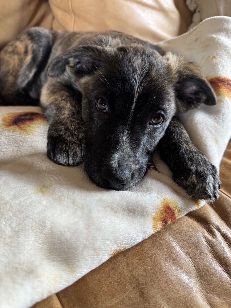 ROCKY