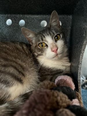 Gabriel, Adult Male Domestic Short Hair