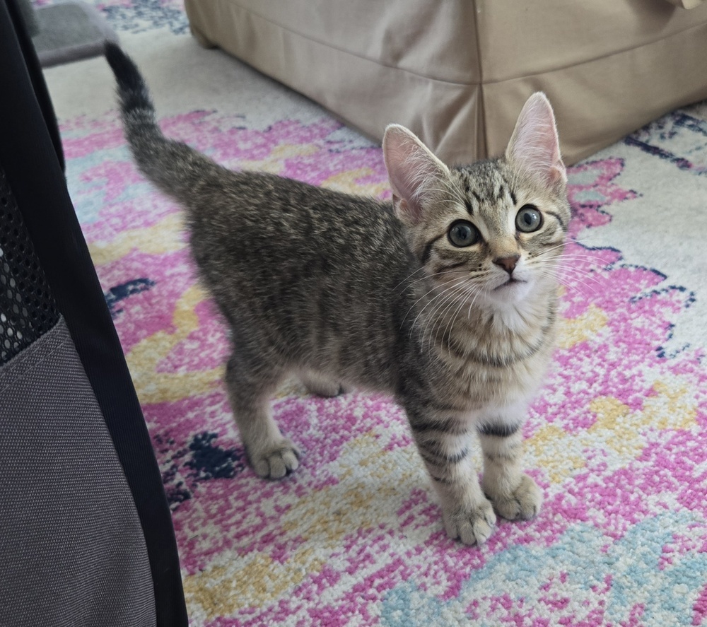 Echo