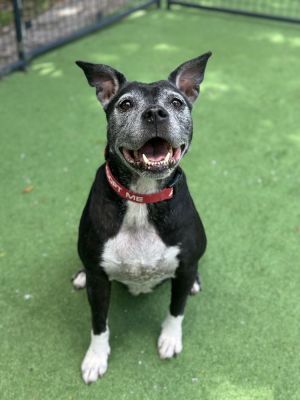 Charlott, Senior Female Pit Bull Terrier