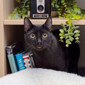 Tuxedo Sam is a 1-year-old who thrives on companionship and interactive play He