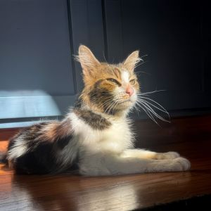Cindy Lee Domestic Short Hair Cat