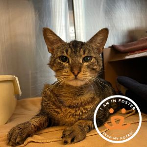 Sweet and social Wainapanapa is an easy-going 3-year-old He enjoys giving and g