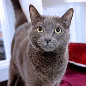 Cass Domestic Short Hair Cat