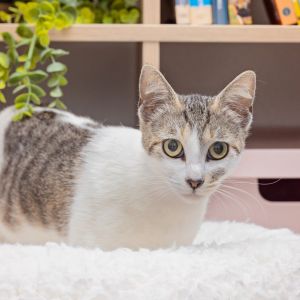 Weenie is a 1-year-old sweetheart who loves rolling over and asking for head scr