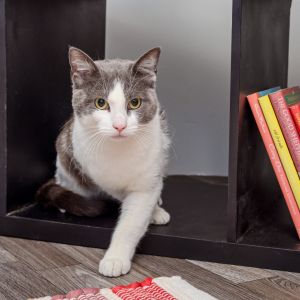 Wilbur is a sweet 1-year-old who loves attention and affection He enjoys rollin