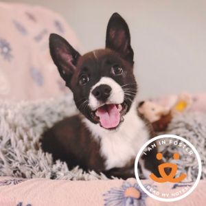 Looking for a puppy with a little extra personality and a whole lot of heart Say hello to 25-month