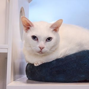 Meet Finn a gentle 7-year-old sweetheart whos looking for a calm loving home where he can truly s
