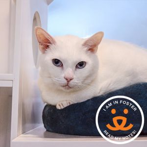 Meet Finn a gentle 7-year-old sweetheart whos looking for a calm loving home 